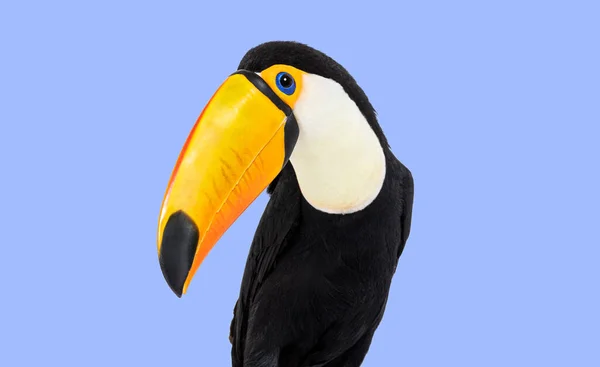 Head Shot Toucan Toco Violet Background — 스톡 사진