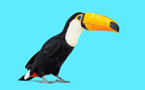 Common Toucan Toco Standing Blue Background — Stock fotografie