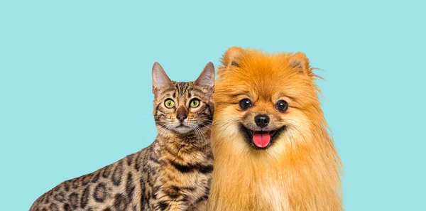 Καφέ Bengal Γάτα Και Κόκκινο Pomeranian Σκυλί Λαχάνιασμα Χαρούμενη Έκφραση — Φωτογραφία Αρχείου