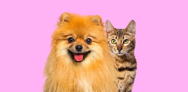 Brown Bengal Cat Red Pomeranian Dog Panting Happy Expression Together — Stok Foto