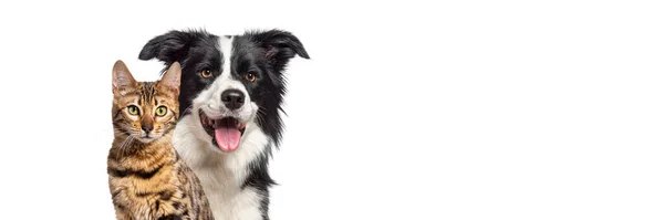 Brown Bengal Cat Border Collie Dog Happy Expression Together Isolated — Photo