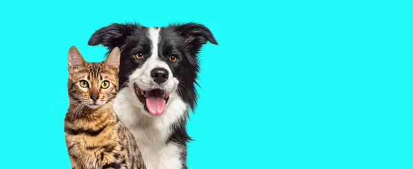 Brown Bengal Cat Border Collie Dog Happy Expression Together Blue — Stock Photo, Image