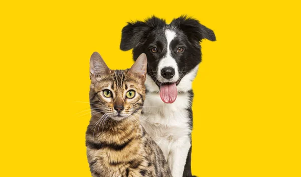 Brown Bengal Cat Border Collie Dog Panting Happy Expression Together — Fotografie, imagine de stoc