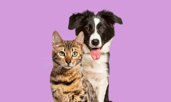 Brown Bengal Cat Border Collie Dog Panting Happy Expression Together — Stok fotoğraf