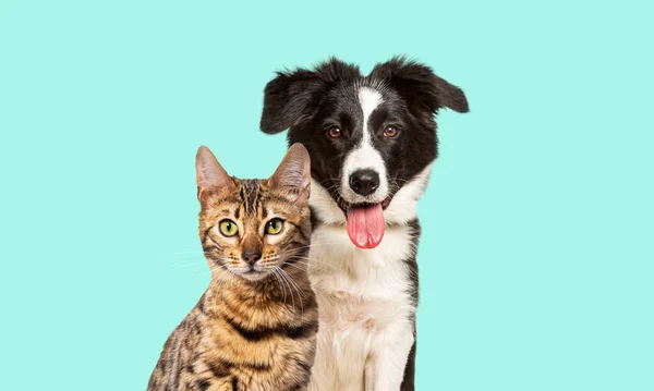 Brown Bengal Cat Border Collie Dog Panting Happy Expression Together — 스톡 사진