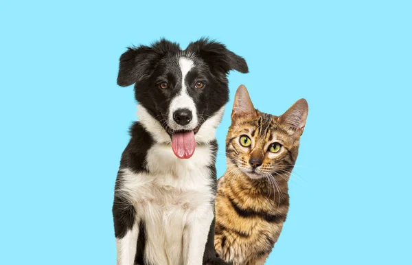 Brown Bengal Cat Border Collie Dog Happy Expression Together Blue — Stockfoto
