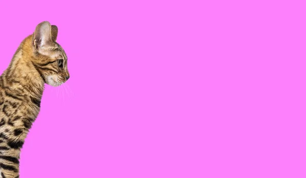 Коричнева Бенгальська Кішка Дивиться Рожевий Фон — стокове фото