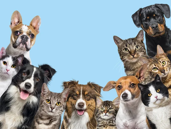 Большая Группа Кошек Собак Смотрящих Камеру Синем Фоне — стоковое фото