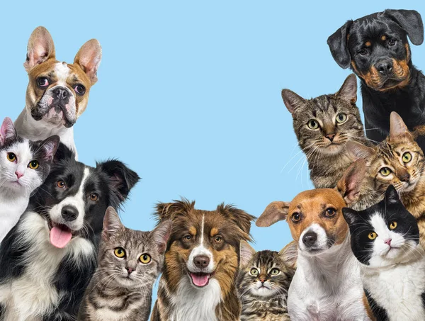Large group of cats and dogs looking at the camera on blue background