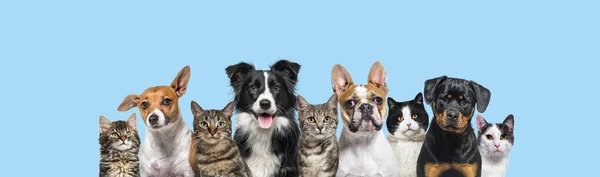 Large Group Cats Dogs Looking Camera Blue Background — Stok Foto