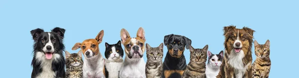 Large Group Cats Dogs Looking Camera Blue Background — Fotografia de Stock