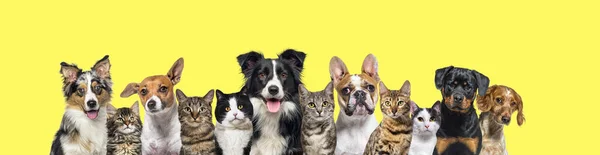 Large group of cats and dogs looking at the camera on yellow background