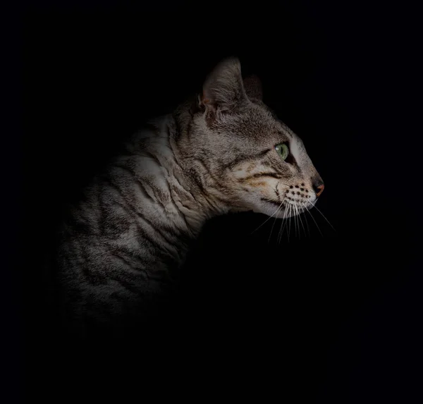 Profile Head Shot Silver Bengal Cat Black Background — Fotografie, imagine de stoc