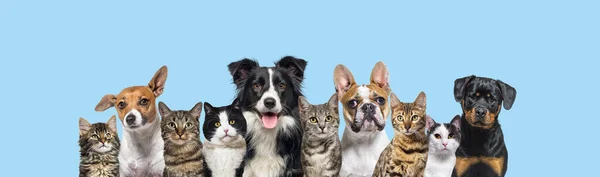 Large Group Cats Dogs Looking Camera Blue Background — Foto de Stock