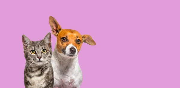 Head Shot Grey Striped Tabby Cat Jack Russell Terrier Dog — Fotografia de Stock