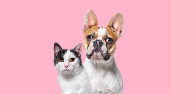 Head Shot French Bulldog Crossbreed Cat Together Pink Background — Stock Photo, Image