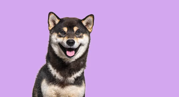 Shiba Inu Dog Panting Looking Happy Purple Background — Stock Fotó