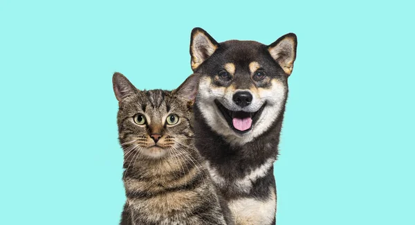 Grey Striped Tabby Cat Shiba Inu Dog Panting Happy Expression — Foto de Stock