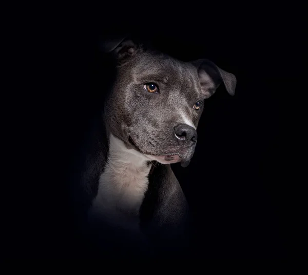 American Staffordshire Terrier Dog Looking Away Black Background — Stock Fotó