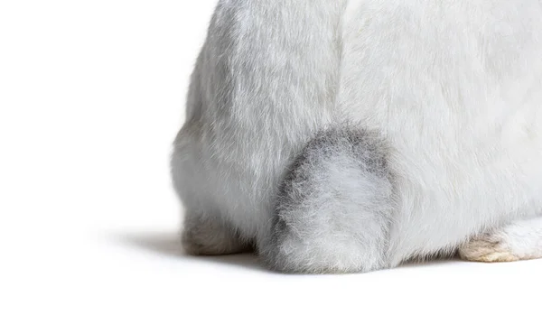 Close Crossbreed Rabbit Tail — Fotografia de Stock