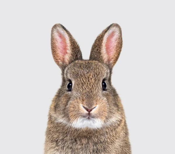 Young European Rabbit Facing Looking Camera Oryctolagus Cuniculus — Stock fotografie