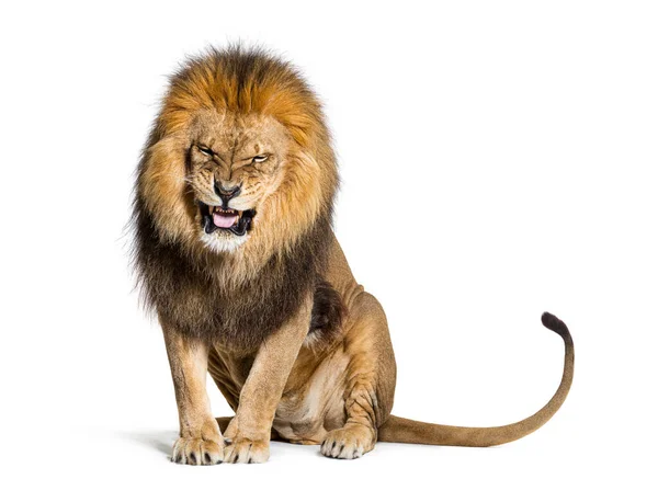 Lion Pulling Face Looking Camera Isolated White — Stockfoto