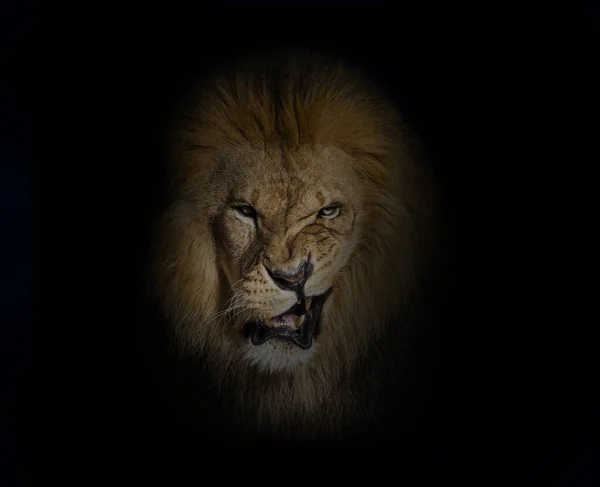 Portrait Male Adult Lion Making Face Looking Camera Panthera Leo — 스톡 사진