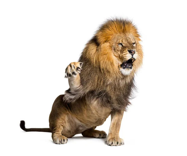 Upset Lion pulling a face and looking at the camera, isolated on white