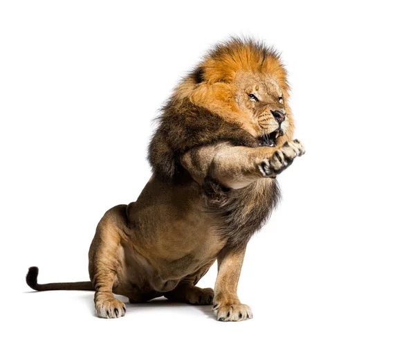 Upset Lion Making Face Giving Order Ahead Isolated White — Fotografia de Stock