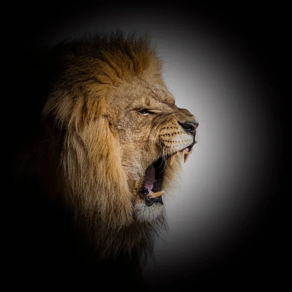 Male Adult Lion Roaring Showing His Canines Aggressively Black Circle — Stockfoto