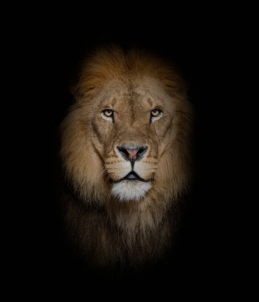 Portrait Male Adult Lion Looking Camera Panthera Leo Black — Photo