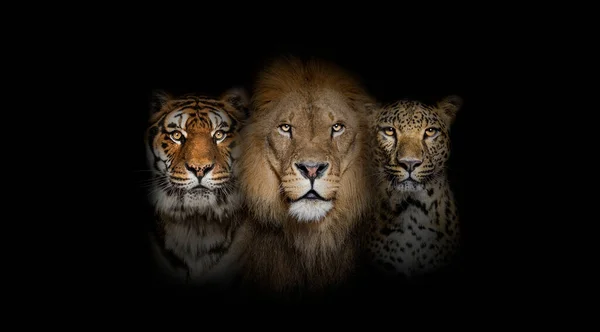 Big Cats Lion Tiger Spotted Leopard Together Black Background — Stock Fotó