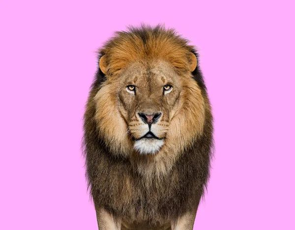 Portrait Male Adult Lion Looking Camera Panthera Leo Pink Background — Stockfoto