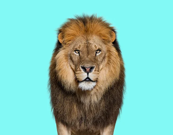 Portrait Male Adult Lion Looking Camera Panthera Leo Blue Background — Stock fotografie