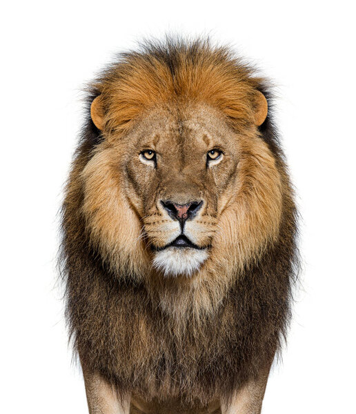 Portrait of a Male adult lion looking at the camera, Panthera leo, isolated on white