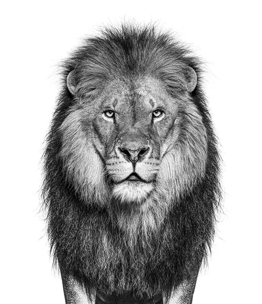 Black White Portrait Male Adult Lion Looking Camera Isolated White — Stockfoto