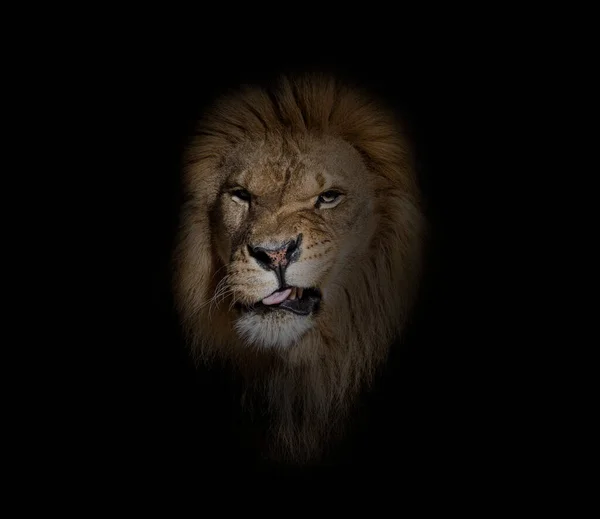 Πορτρέτο Ενός Αρσενικού Ενήλικου Λιονταριού Που Κάνει Ένα Πρόσωπο Κοιτάζοντας — Φωτογραφία Αρχείου