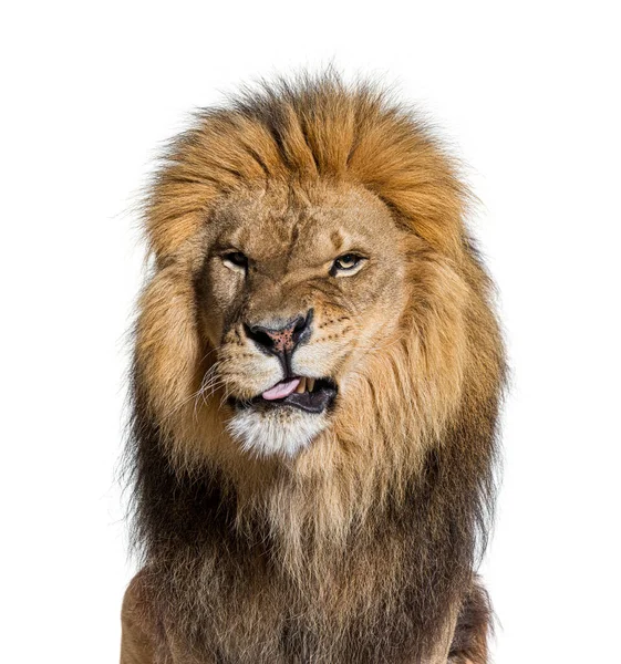 head shot of a Lion making a face and looking at the camera