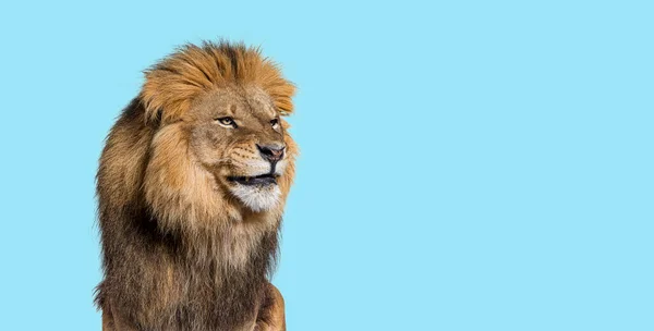 Upset Adult Male Lion Making Funny Face Blue Background — Zdjęcie stockowe