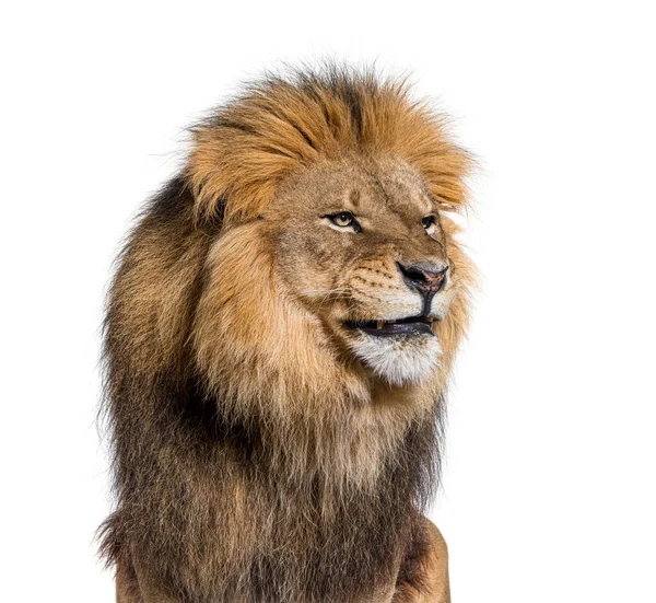 Upset adult male lion making a funny face, isolated on white