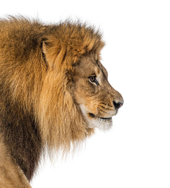 Side view head shot of a lion head, isolated on white