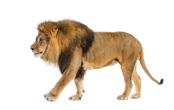 Side View Lion Walking Away Isolated White — 스톡 사진