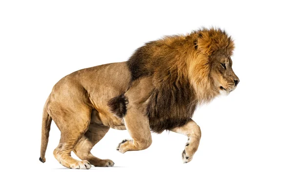 Вид Сбоку Прыгающего Льва Изолированного Белом — стоковое фото