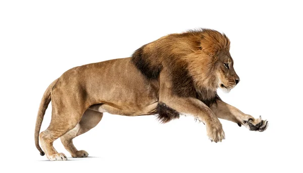 Male Adult Lion Panthera Leo Leaping Isolated White — Stock Photo, Image