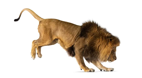 Side View Lion Jumping Isolated White — Foto Stock