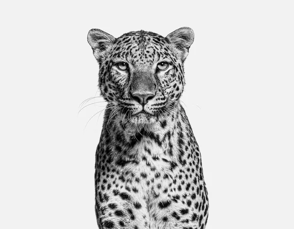 Black and white Head shot, portrait of a Spotted leopard facing at the camera, isolated