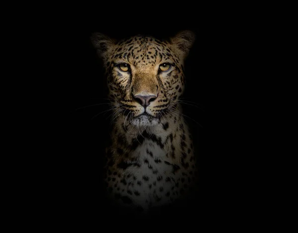 Head Shot Portrait Spotted Leopard Facing Camera Black Background — Fotografie, imagine de stoc