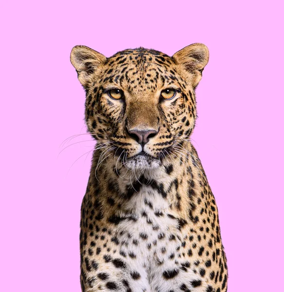 Head shot, portrait of a Spotted leopard facing at the camera on a pink background