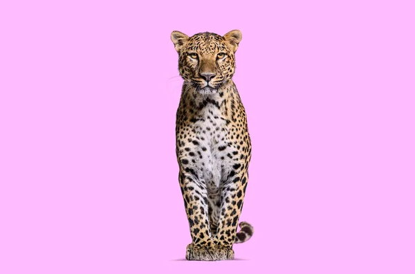 Spotted Leopard Standing Front Facing Camera Pink Background — Foto de Stock