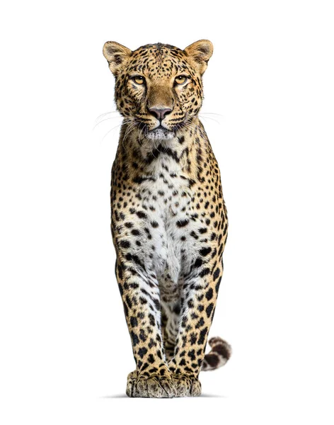 Spotted leopard standing in front and facing at the camera, isolated on white